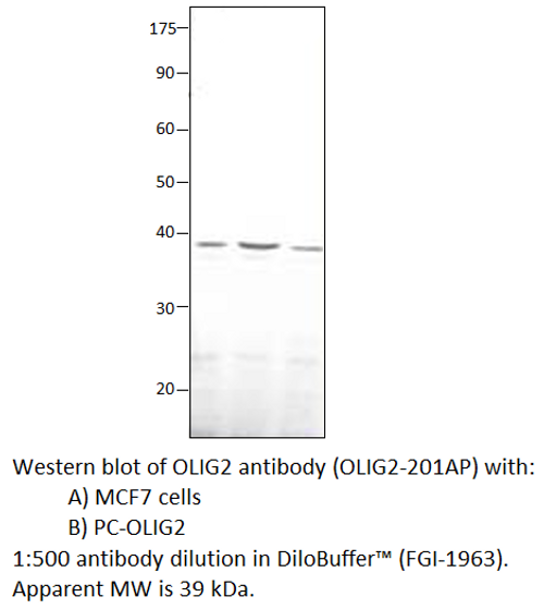 Olig2 Antibody from Fabgennix