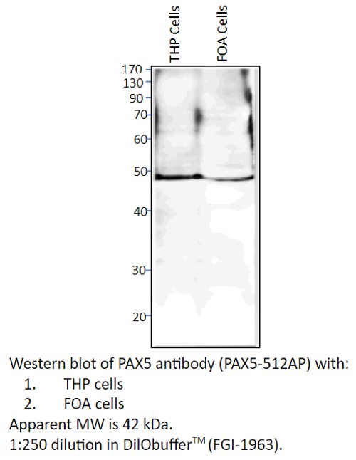 PAX5 Antibody from Fabgennix