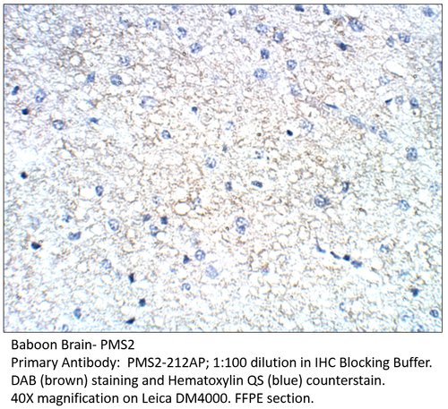 PMS2 Antibody from Fabgennix