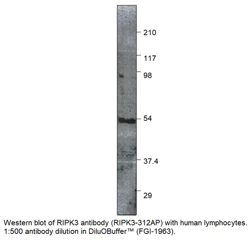 RIPK3 Antibody from Fabgennix