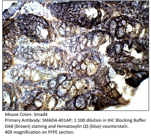 Smad4 Antibody from Fabgennix