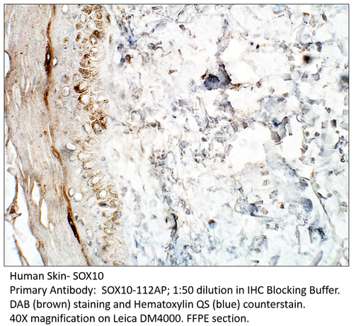 SOX10 Antibody from Fabgennix