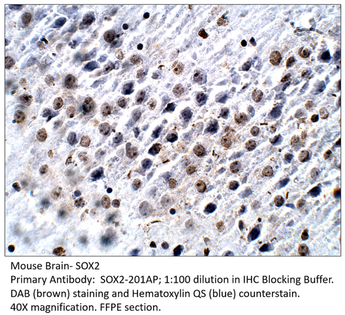 SOX2 Antibody from Fabgennix