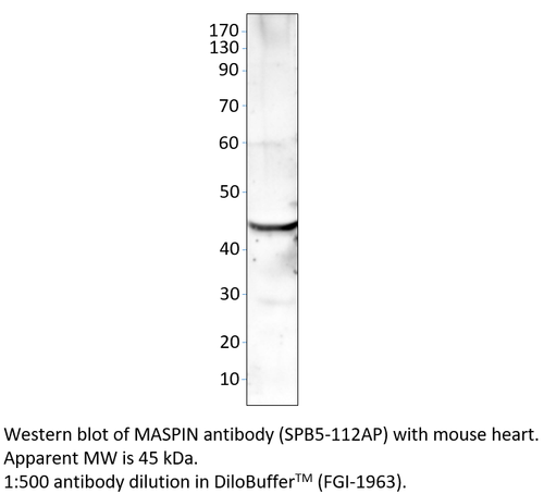 MASPIN Antibody from Fabgennix