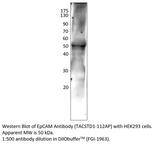 EpCAM Antibody from Fabgennix