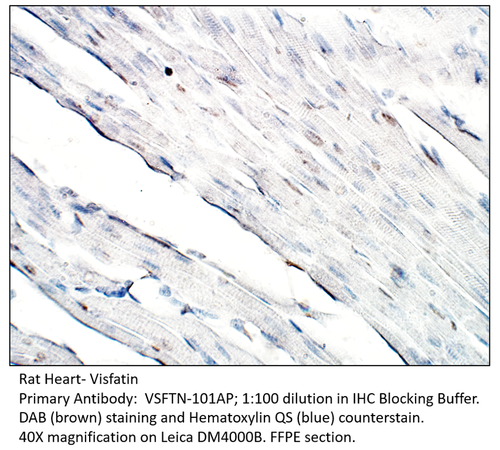 Visfatin Antibody from Fabgennix