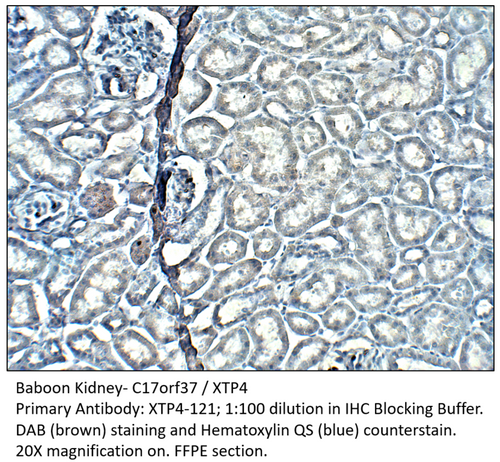 C17orf37 / XTP4 Antibody from Fabgennix