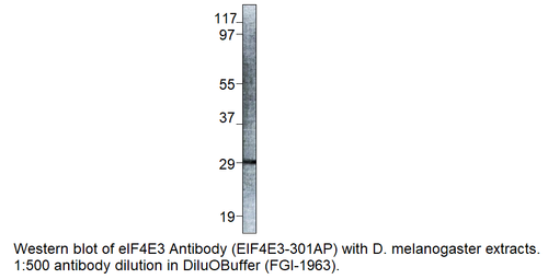 eIF4E3 Antibody from Fabgennix
