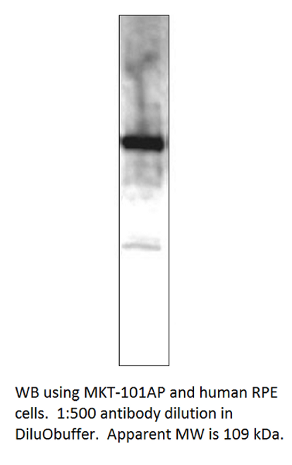 MERTK Antibody from Fabgennix