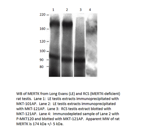 MERTK Antibody from Fabgennix