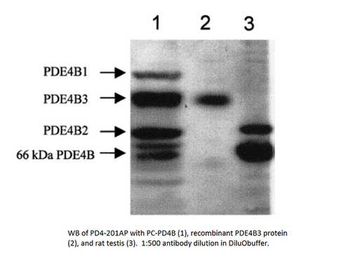 PDE4B Antibody from Fabgennix