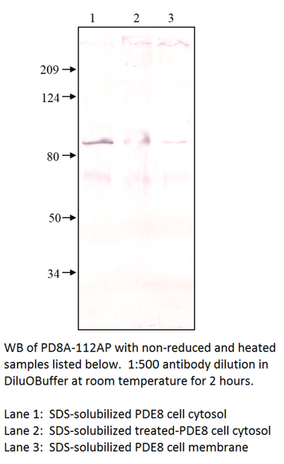 PDE8A Antibody from Fabgennix