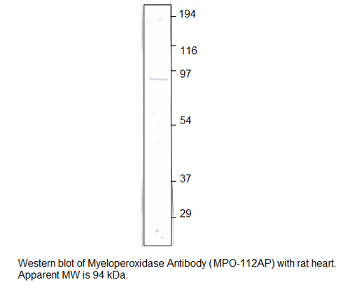 Myeloperoxidase Antibody from Fabgennix