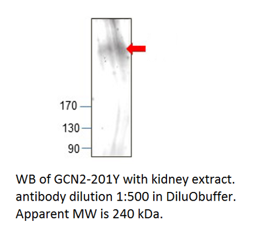 GCN2 Antibody from Fabgennix