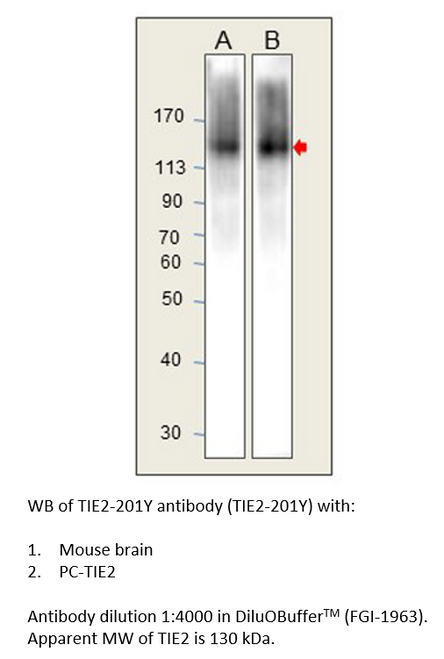 TIE2 Antibody from Fabgennix