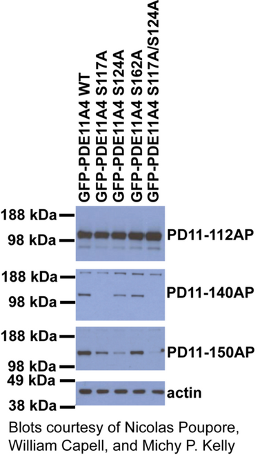 Phospho-PDE11A Antibody (S117 & S124) from Fabgennix