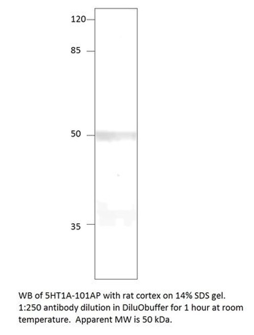 5HT1A Antibody FITC from Fabgennix