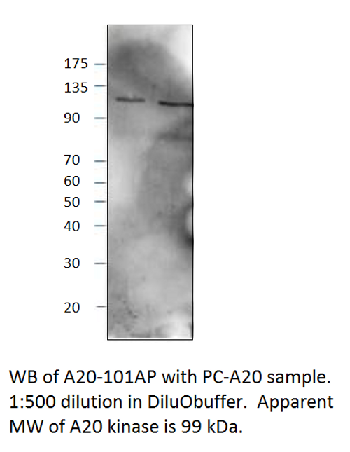 TNFAIP3 Antibody FITC from Fabgennix