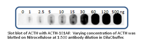 ACTH Blocking Peptide from Fabgennix