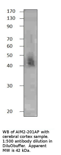 AIM2 Blocking Peptide from Fabgennix