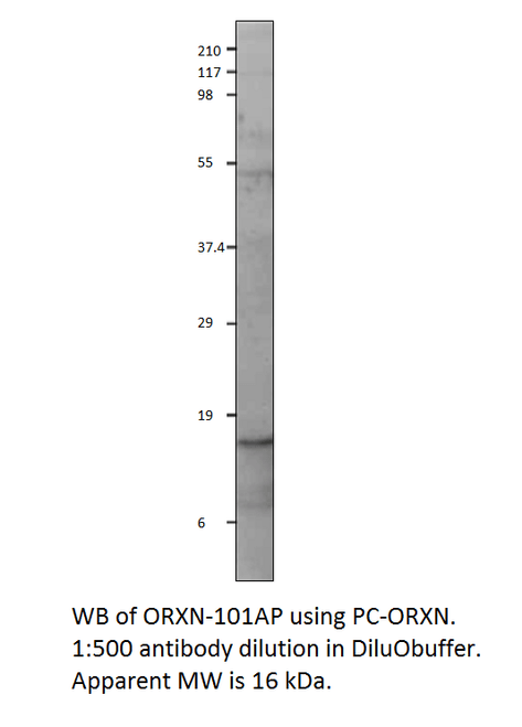 Orexin A Positive Control from Fabgennix