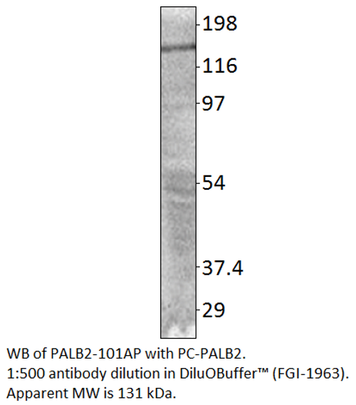PALB2 Positive Control from Fabgennix