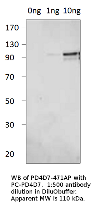 PDE4D7 Positive Control from Fabgennix