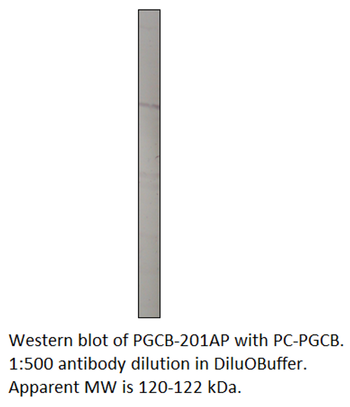 PGCB Positive Control from Fabgennix