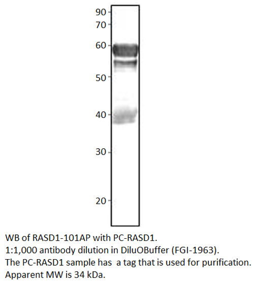 Dexras1 Positive Control from Fabgennix