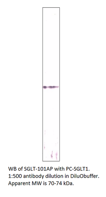 SGLT1 Positive Control from Fabgennix