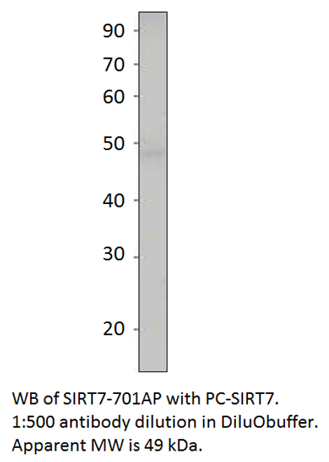 SIRT7 Antibody Positve Control from Fabgennix