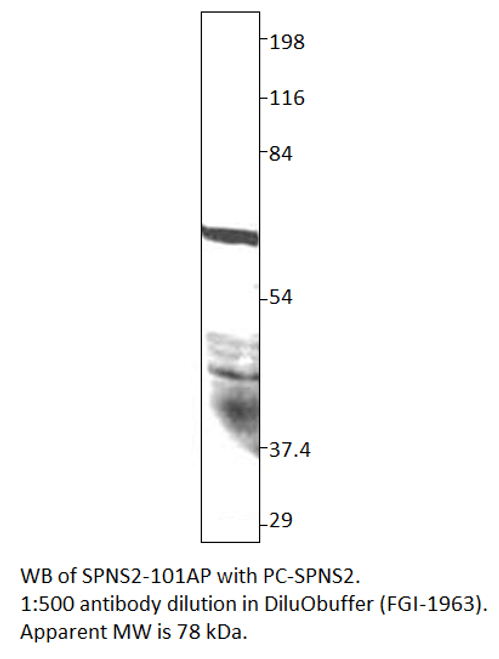 SPNS2 Antibody Positve Control from Fabgennix