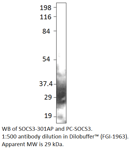 SOCS3 Positive Control from Fabgennix