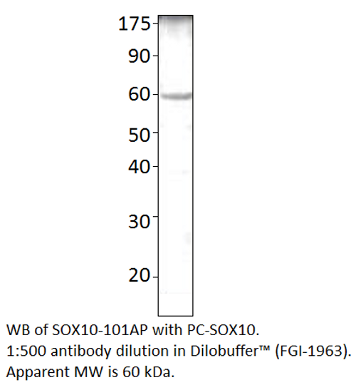 SOX10 Positive Control from Fabgennix