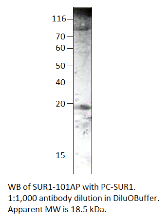 SUR1 Positive Control from Fabgennix