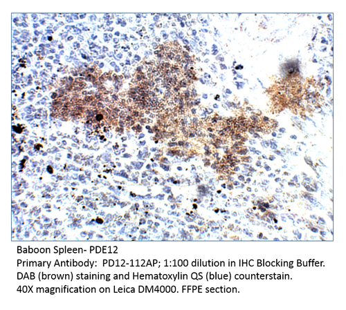 PDE12 Antibody from Fabgennix