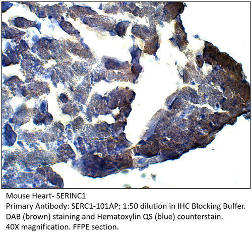 SERINC1 Antibody from Fabgennix