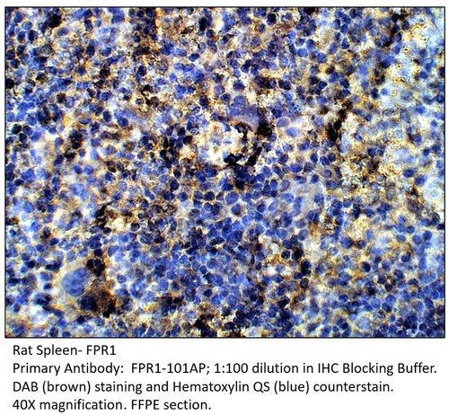 FPR1 Antibody from Fabgennix