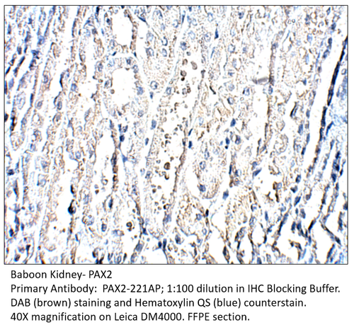 Pax2 Antibody from Fabgennix