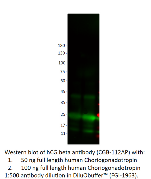hCG beta Antibody from Fabgennix