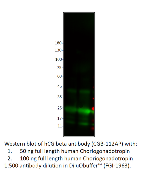 hCG beta Positive Control from Fabgennix