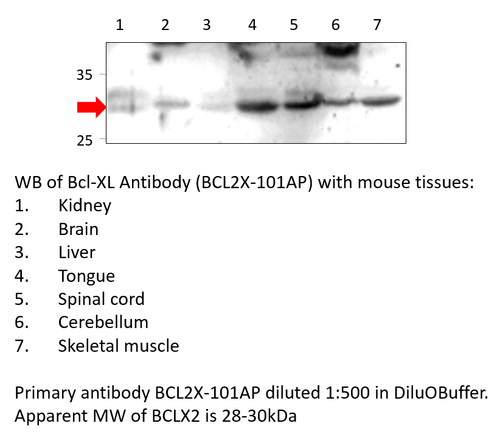 Bcl-XL Antibody from Fabgennix