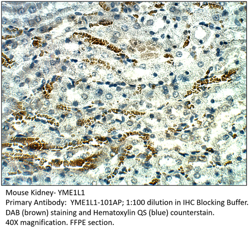YME1L1 Antibody from Fabgennix