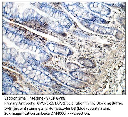 GPCR GPR8 Antibody from Fabgennix