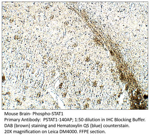 Phospho-STAT1 Antibody from Fabgennix