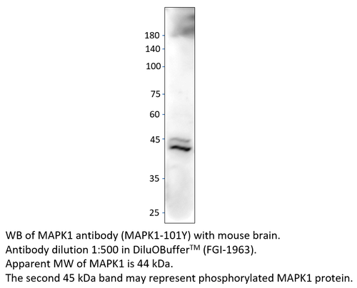 MAPK1 Antibody from Fabgennix