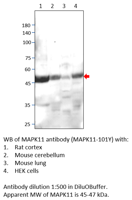 MAPK11 Antibody from Fabgennix