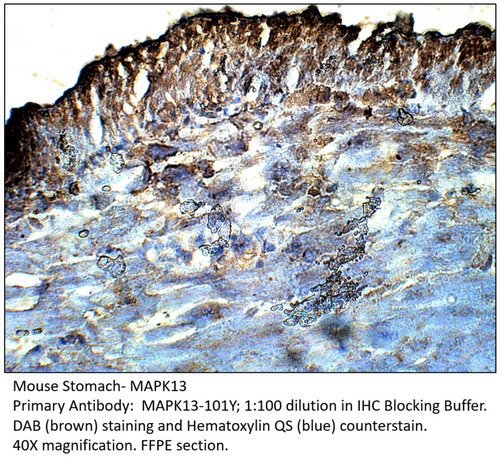 MAPK13 Antibody from Fabgennix