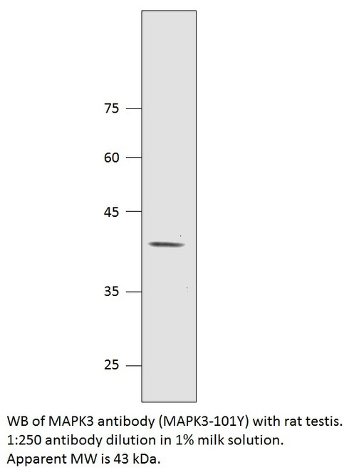 MAPK3 Antibody from Fabgennix