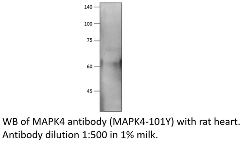 MAPK4 Antibody from Fabgennix